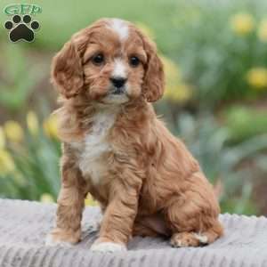 Joyce, Cavapoo Puppy